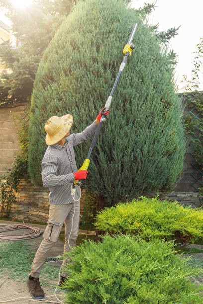 Dead Tree Removal in Fellsburg, PA